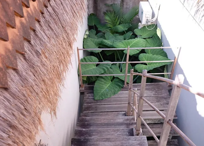 Tentacle Bali